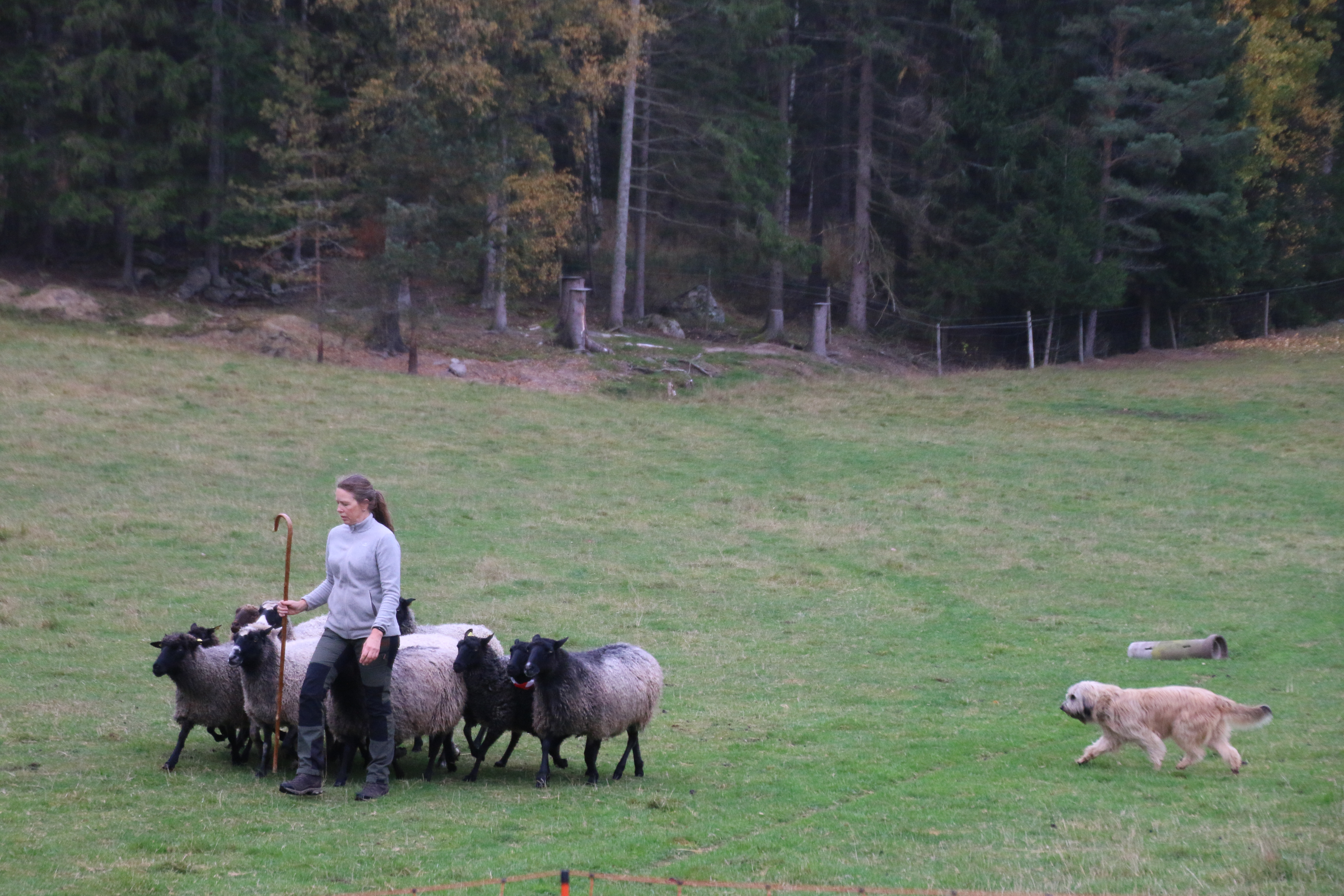 Ester (53)