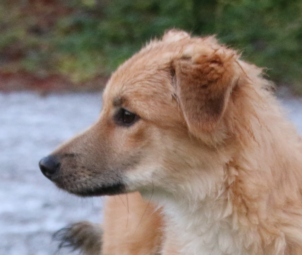 Grynet 4.5 mån 14