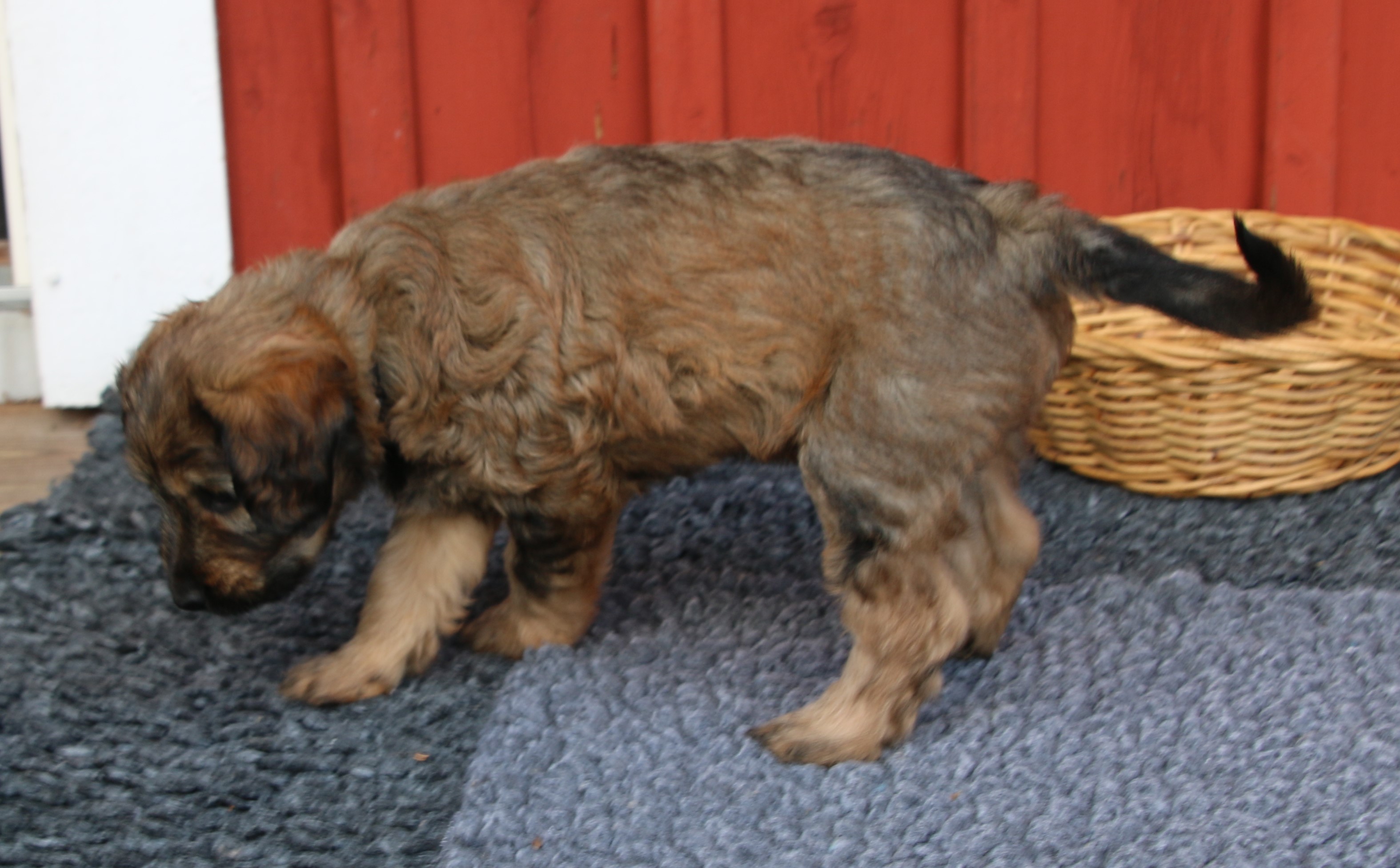 Frode 6 v 