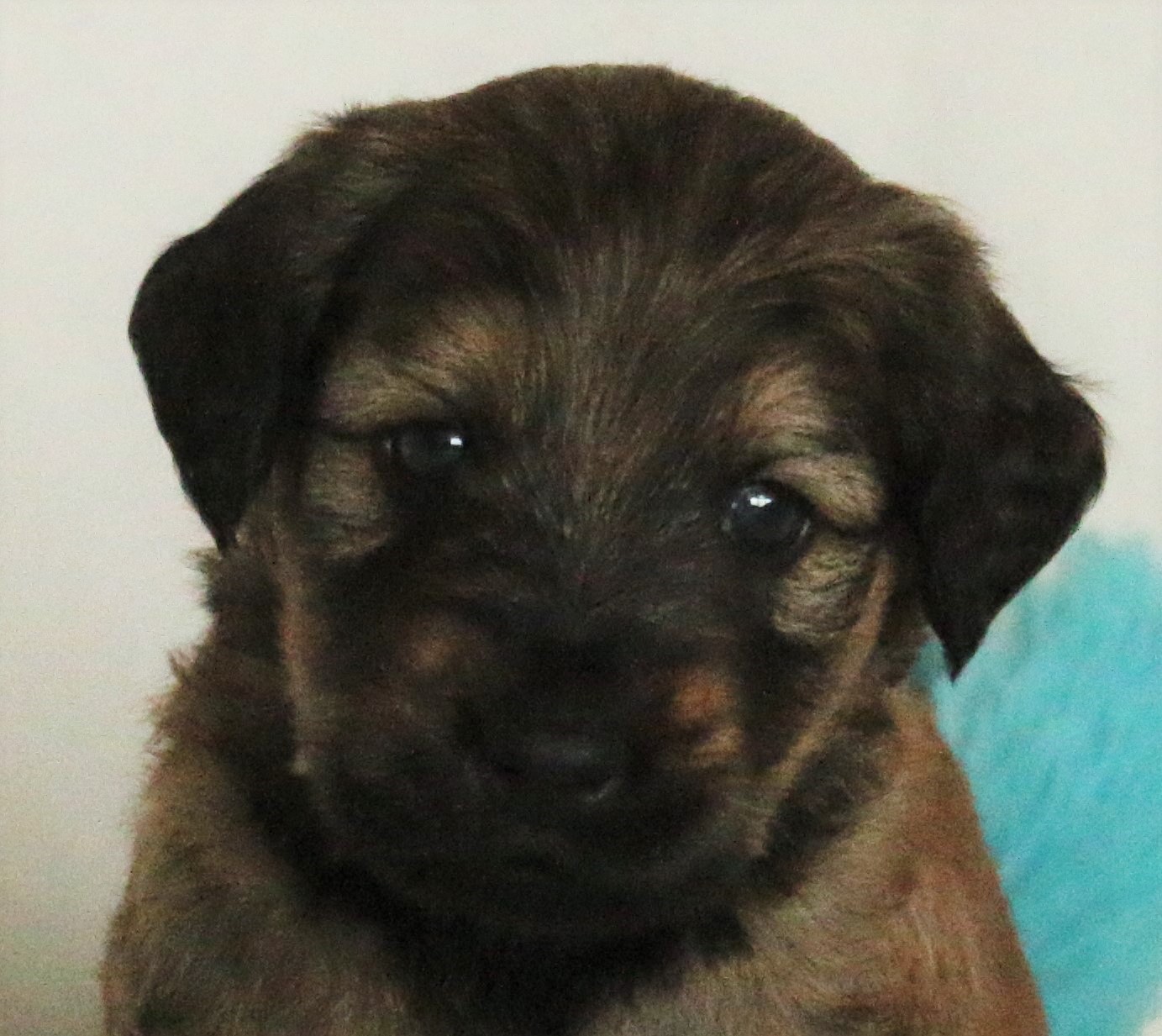Frode 4 v