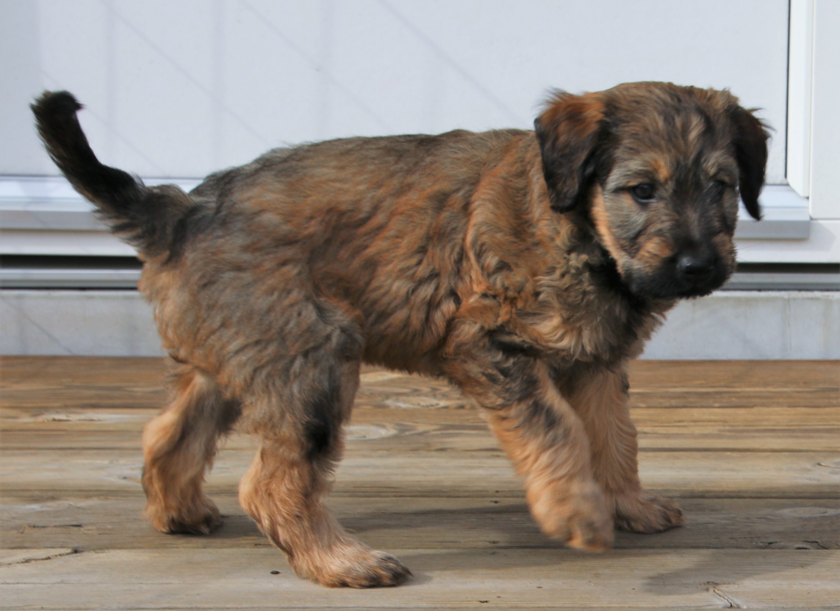 Frode 7 v