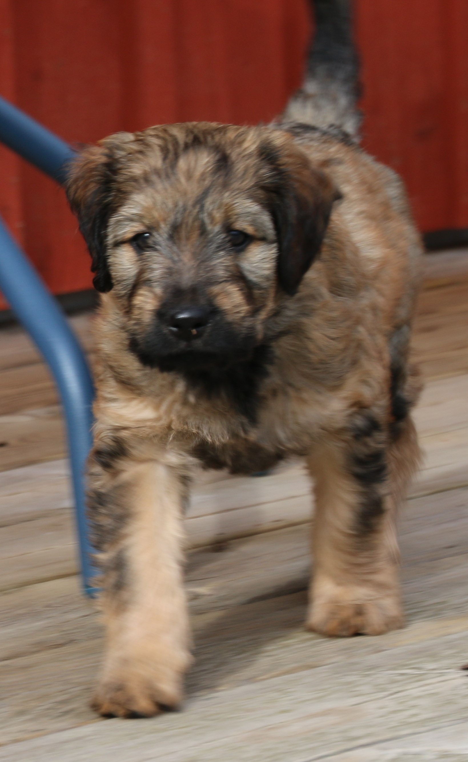 Frode 7 v